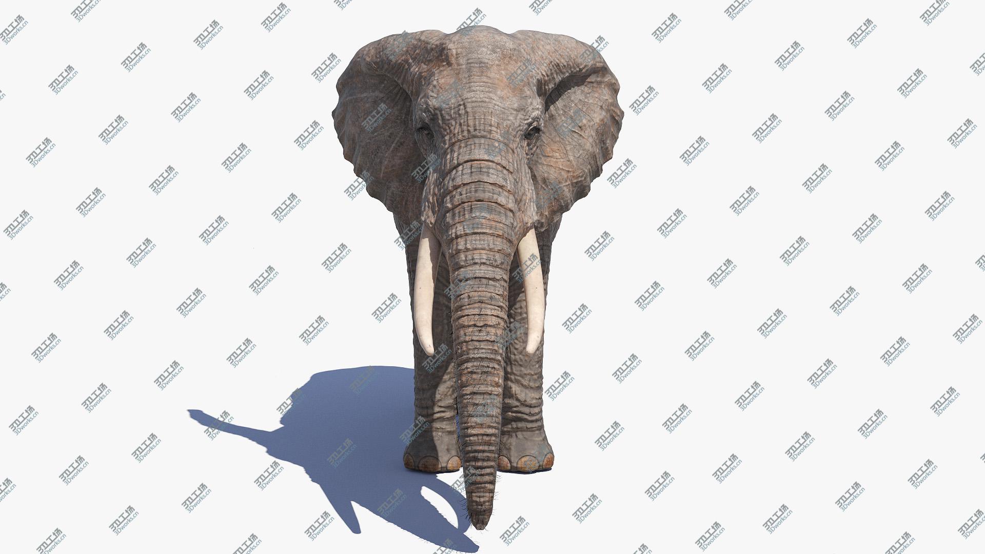 images/goods_img/202104093/Elephant 3D model/3.jpg